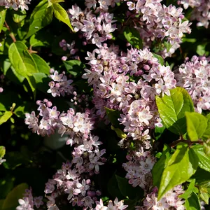 Deutzia 'Pink Cloud' - image 4