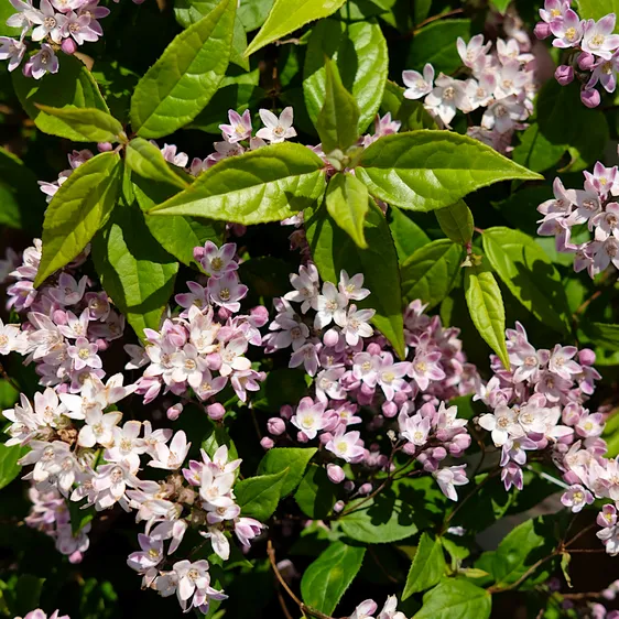 Deutzia 'Pink Cloud' - image 5