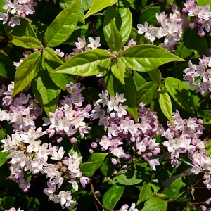 Deutzia 'Pink Cloud' - image 5