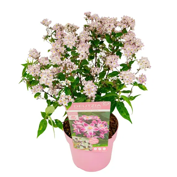 Deutzia 'Pink Cloud' - image 7