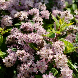 Deutzia 'Pink Cloud' - image 1