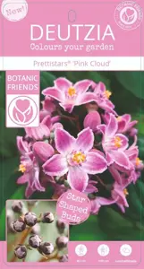 Deutzia 'Pink Cloud' - image 8