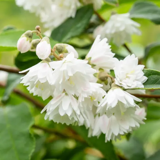 Deutzia scabra 'Plena' - image 2