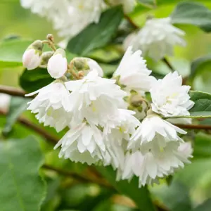 Deutzia scabra 'Plena' - image 2