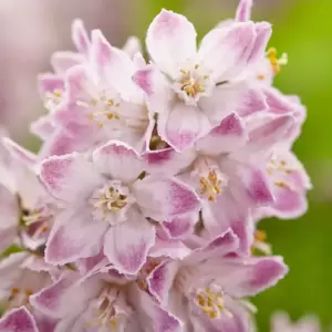 Deutzia 'Raspberry Sundae' 3L - image 1