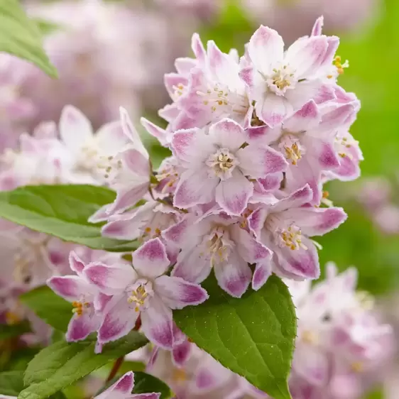 Deutzia 'Raspberry Sundae' 3L - image 2