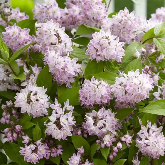 Deutzia 'Raspberry Sundae' 3L - image 3