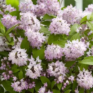 Deutzia 'Raspberry Sundae' 4.6L - image 3