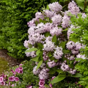 Deutzia 'Raspberry Sundae' 4.6L - image 4