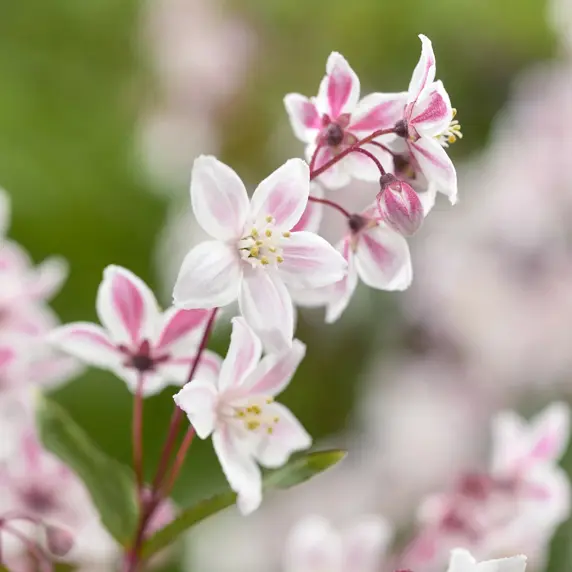 Picture Credit: Plantipp BV®