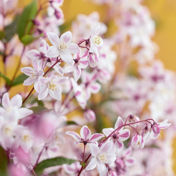 Picture Credit: Plantipp BV®