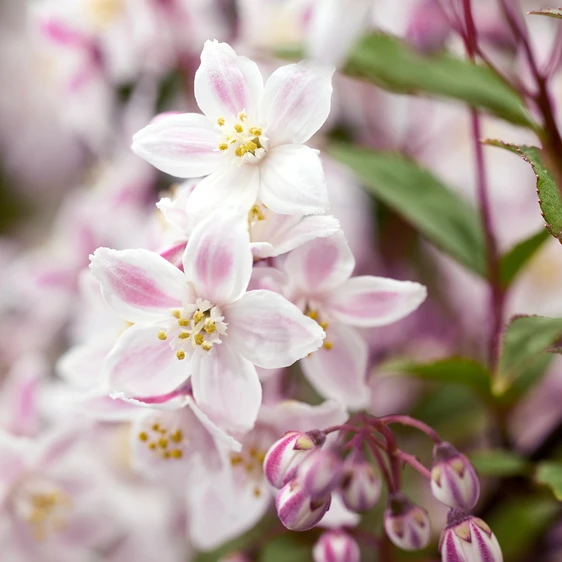 Picture Credit: Plantipp BV®