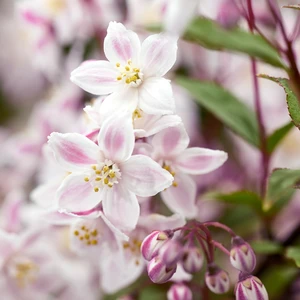 Picture Credit: Plantipp BV®