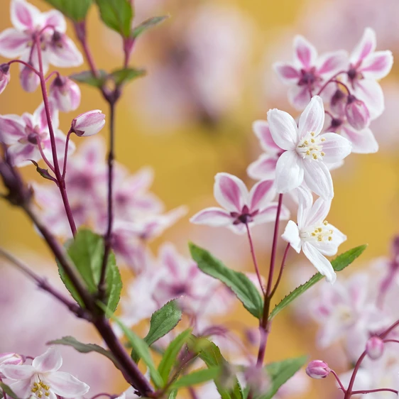 Picture Credit: Plantipp BV®