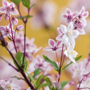 Picture Credit: Plantipp BV®