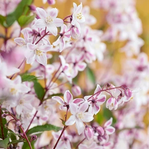 Picture Credit: Plantipp BV®