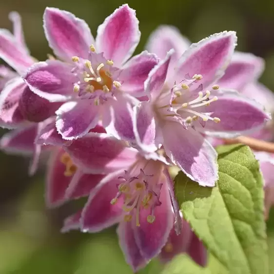 Deutzia 'Tourbillon Rouge' 3L