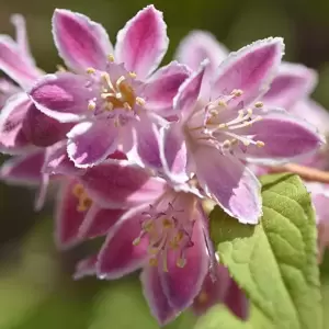 Deutzia 'Tourbillon Rouge' 3L