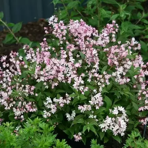 Deutzia 'Yuki Cherry Blossom' 3L - image 2