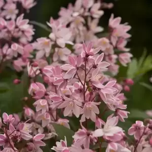 Deutzia 'Yuki Cherry Blossom' 3L - image 1