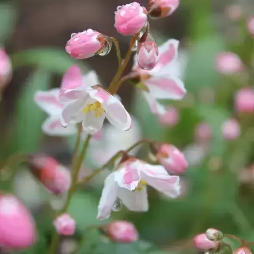 Deutzia 'Yuki Cherry Blossom' 3L - image 3