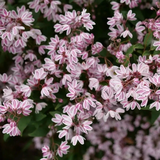 Deutzia 'Yuki Kabuki' - image 1