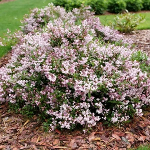 Deutzia 'Yuki Kabuki' - image 3