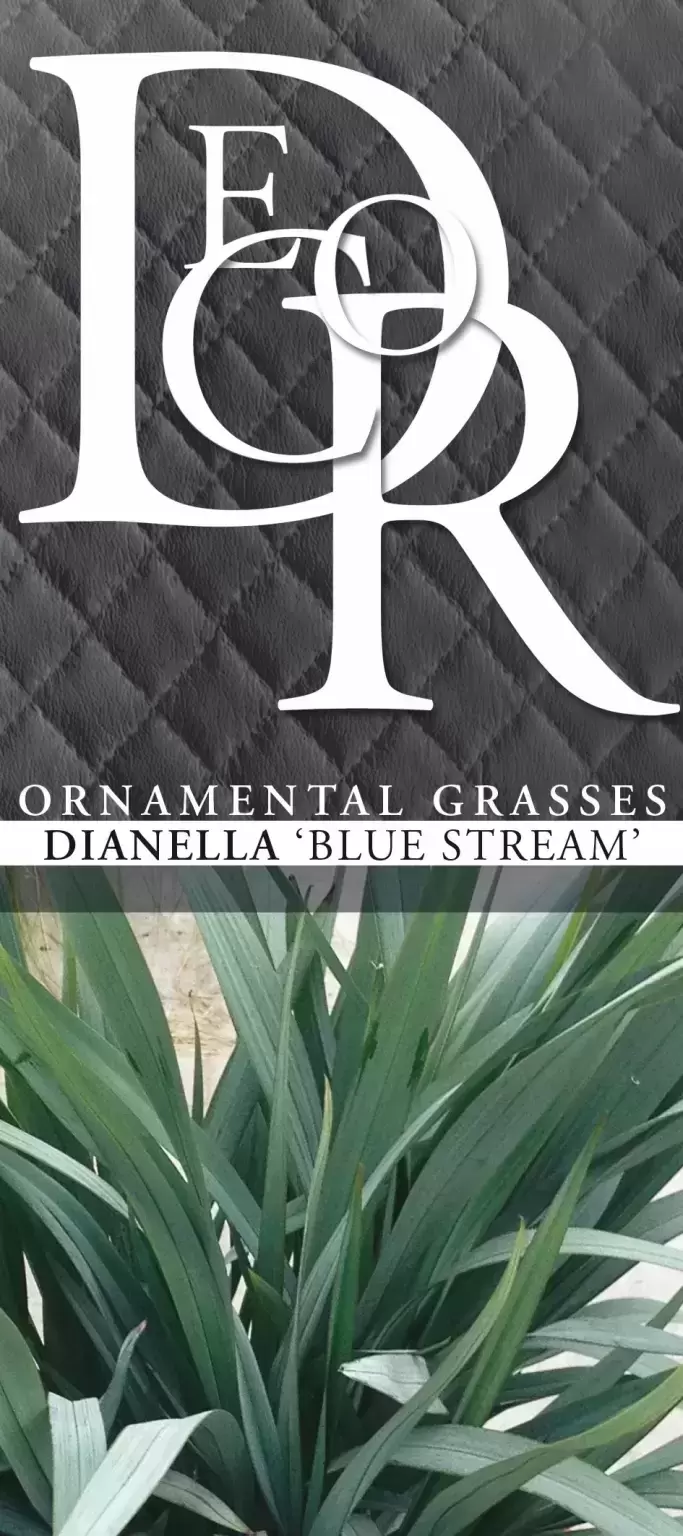 Dianella 'Blue Stream': A Surprisingly Steely Dianella
