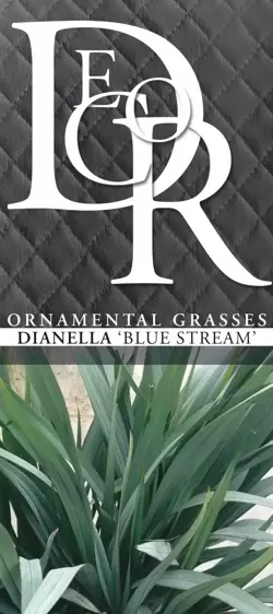 Dianella revoluta 'Blue Stream' - image 4