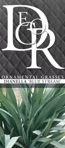 Dianella revoluta 'Blue Stream' - image 4