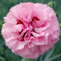 Dianthus