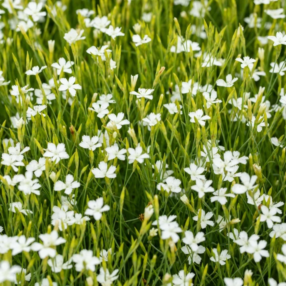 Picture - Walter's Gardens Inc.