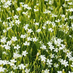 Picture - Walter's Gardens Inc.