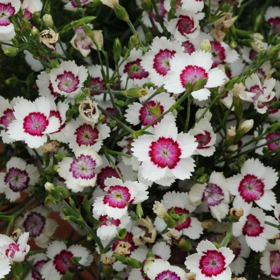 Picture - Ball Horticultural