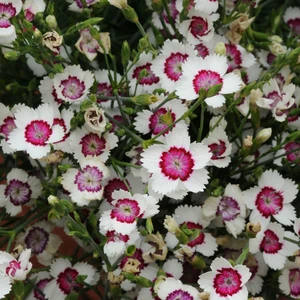 Picture - Ball Horticultural
