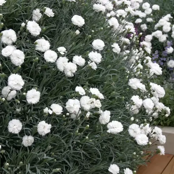 Picture Credit - Kernock Park Plants Ltd.