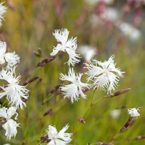 Dianthus arenarius - image 1