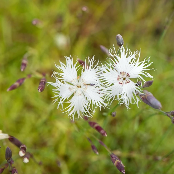 Dianthus arenarius - image 2