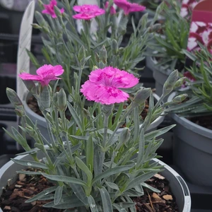 Dianthus 'Aztec Star' 1L