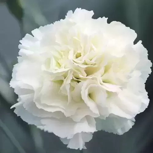 Dianthus 'Bridal Star'