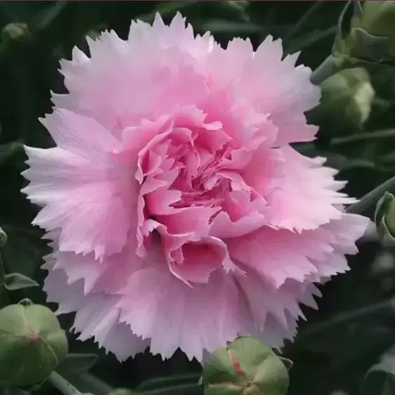 Dianthus 'Candy Floss' ℗ - © Whetman Pinks