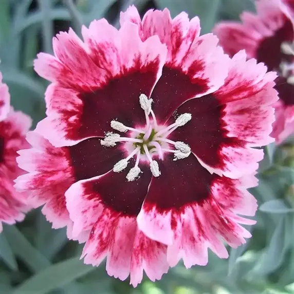 Dianthus 'Cherry Burst' ℗ - Picture Credit - Whetman Pinks
