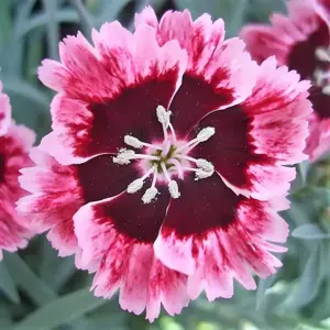 Dianthus 'Cherry Burst' ℗ - Picture Credit - Whetman Pinks