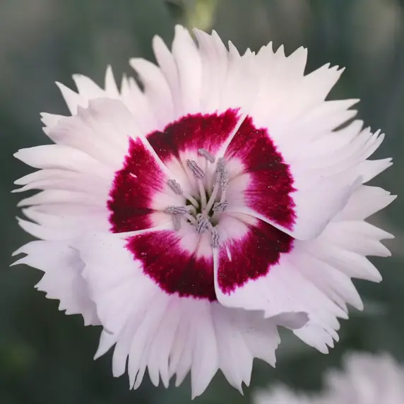 Picture Credit - Whetman Plants International Ltd.