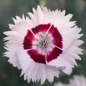Picture Credit - Whetman Plants International Ltd.
