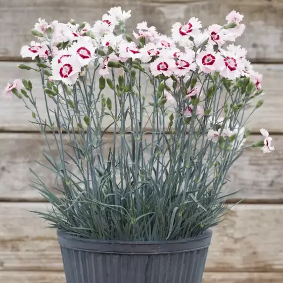 Picture Credit - Whetman Plants International Ltd.