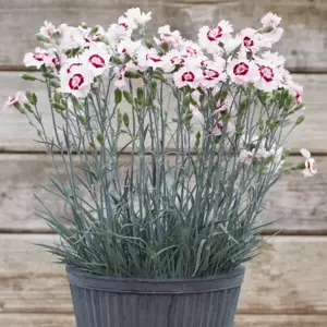 Picture Credit - Whetman Plants International Ltd.