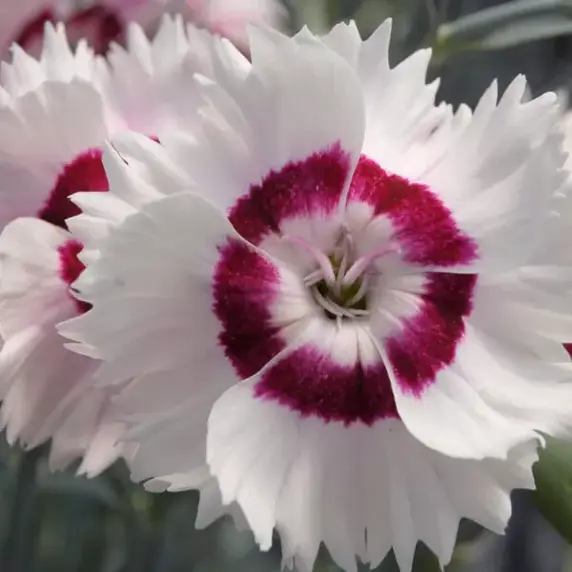 Picture Credit - Whetman Plants International Ltd.