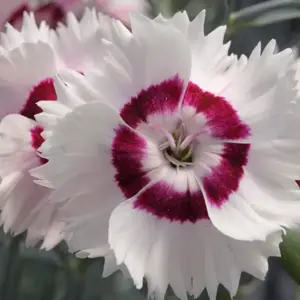Picture Credit - Whetman Plants International Ltd.