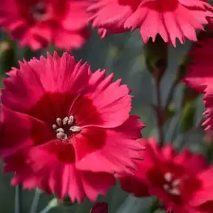 Picture - Whetman Plants International Ltd.